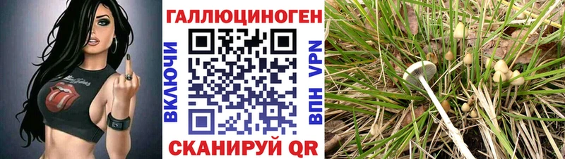 Галлюциногенные грибы Cubensis  MEGA рабочий сайт  Приволжский  сколько стоит 